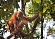 Indonesian orangutan